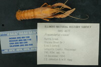 Procambarus vioscai image